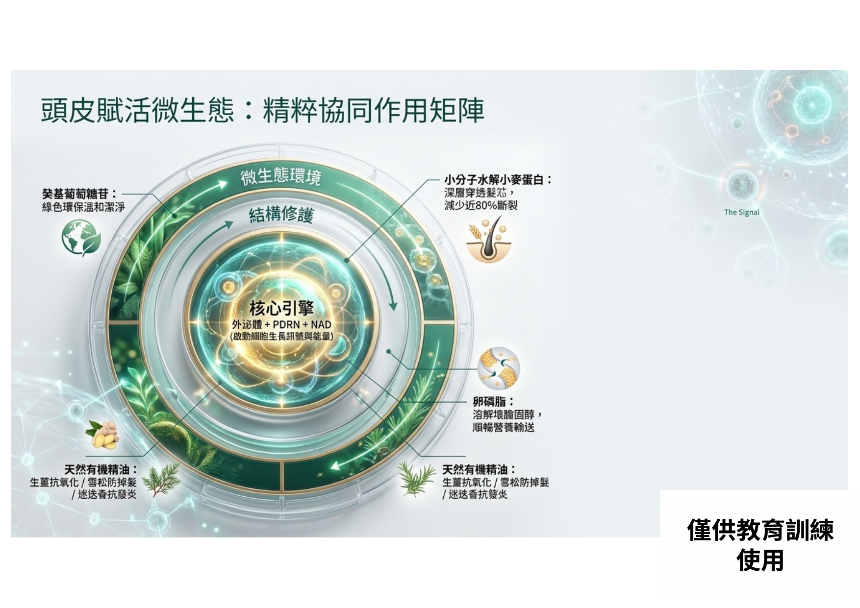 植泌X外泌體與頭皮保養 (11)